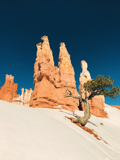 棕色悬崖和树木的低角度照片